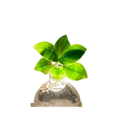 Waterplant Balsamapfel Im Kugelglas - Clusia Rosea 'Princess', Mit LED 9 Waterplant Balsamapfel Im Kugelglas - Clusia Rosea 'Princess', Mit LED -Haus Pflanzen Welt 6125074 WE DE 001 WaterPlantlusia7cmmitLicht