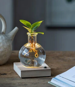 Waterplant Balsamapfel Im Kugelglas - Clusia Rosea 'Princess', Mit LED -Haus Pflanzen Welt 6125074 WE MO 001 WaterPlantClusiaLED