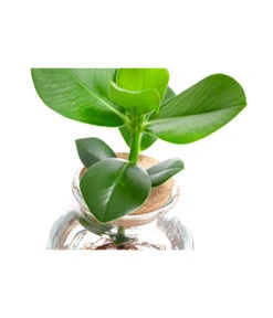 Waterplant Balsamapfel Im Kugelglas - Clusia Rosea 'Princess', Ca. 30 Cm 8 Waterplant Balsamapfel Im Kugelglas - Clusia Rosea 'Princess', Ca. 30 Cm -Haus Pflanzen Welt 6125082 WE DE 001 WaterPlantsClusia12cm