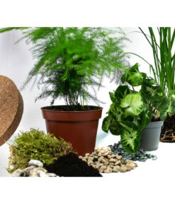 Flaschengarten DIY-Set Grüne Oase, 8-teilig, Ca. Ø26/H35 Cm -Haus Pflanzen Welt 6171300 WE DE 001 FlaschengartenGross