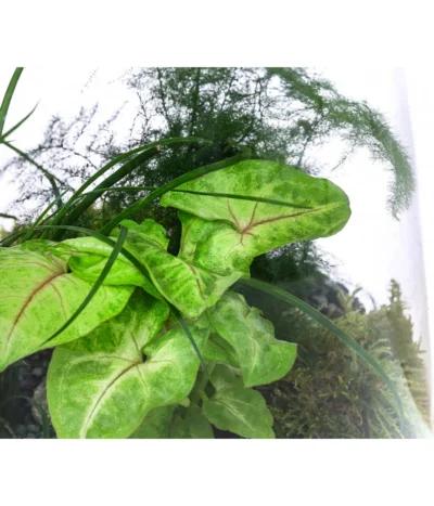 Flaschengarten DIY-Set Grüne Oase, 8-teilig, Ca. Ø26/H35 Cm -Haus Pflanzen Welt 6171300 WE DE 002 FlaschengartenGross