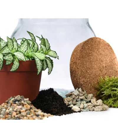 Flaschengarten DIY-Set Fittonia, 6-teilig, Ca. Ø15/H18 Cm -Haus Pflanzen Welt 6188510 WE DE 001 FlaschengartenKlein