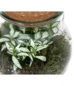 Flaschengarten DIY-Set Fittonia, 6-teilig, Ca. Ø15/H18 Cm -Haus Pflanzen Welt 6188510 WE DE 002 FlaschengartenKlein