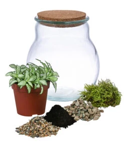 Flaschengarten DIY-Set Fittonia, 6-teilig, Ca. Ø15/H18 Cm -Haus Pflanzen Welt 6188510 WE FS 001 FlaschengartenKlein