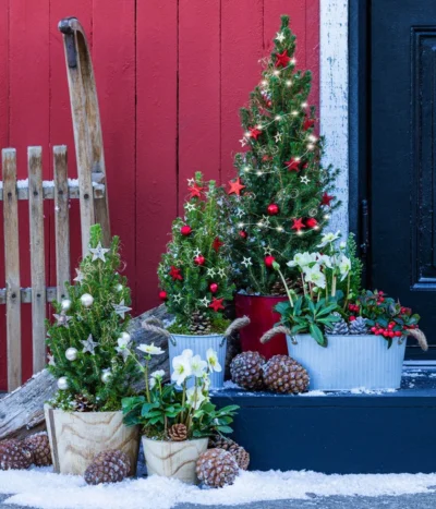 Geschmückter Weihnachtsbaum Linus -Haus Pflanzen Welt 6266050 WE MO 001 WeihnachtsbaumLinusRot15cm