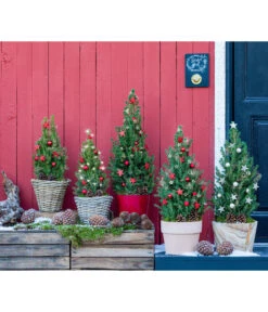 Geschmückter Weihnachtsbaum Kubu, Ca. H50 Cm -Haus Pflanzen Welt 6266258 WE MO 001 WeihnachtsBaumKuba25cm