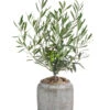 Olive, Busch, In Keramik, Ca. Ø16/H40 Cm -Haus Pflanzen Welt 6267488 WE FS 001 OleaEurop Busch40cmGrau