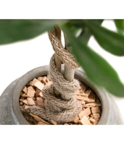 Olive, Stamm, In Keramik, Ca. Ø17/H90 Cm -Haus Pflanzen Welt 6267579 WE DE 002 OleaEurop Stamm90cmGrau