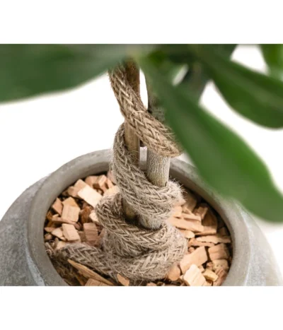 Olive, Stamm, In Keramik, Ca. Ø17/H90 Cm -Haus Pflanzen Welt 6267579 WE DE 002 OleaEurop Stamm90cmGrau