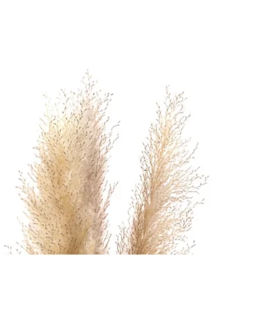 Trockenblumenbund Pampasgras, Natur -Haus Pflanzen Welt 6272595 WE DE 001 PampasgrasNatur145cm