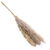 Trockenblumenbund Pampasgras, Natur -Haus Pflanzen Welt 6272595 WE FS 001 PampasgrasNatur145cm
