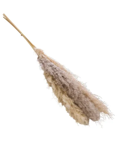 Trockenblumenbund Pampasgras, Natur