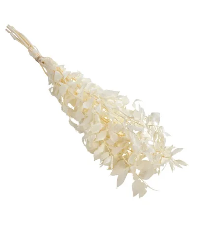 Trockenblumenbund Ruscus