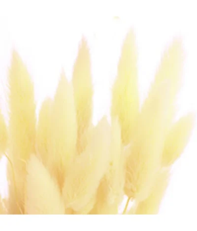 Trockenblumenbund Hasenschwanzgras, Gebleicht -Haus Pflanzen Welt 6284087 PR DE 002 HasenschwanzgrasgebleichtBundDehnerExpressHerzig