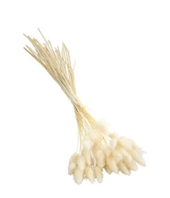 Trockenblumenbund Hasenschwanzgras, Gebleicht