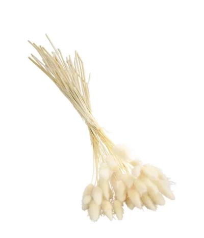 Trockenblumenbund Hasenschwanzgras, Gebleicht