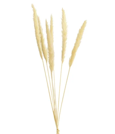Trockenblumenbund Pampasgras
