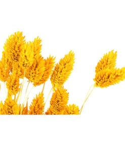Trockenblumenbund Glanzgras, Gelb 7 Trockenblumenbund Glanzgras, Gelb -Haus Pflanzen Welt 6284202 PR DE 001 GlanzgrasgelbBundDehnerExpressHerzig