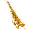 Trockenblumenbund Glanzgras, Gelb -Haus Pflanzen Welt 6284202 PR FS 001 GlanzgrasgelbBundDehnerExpressHerzig