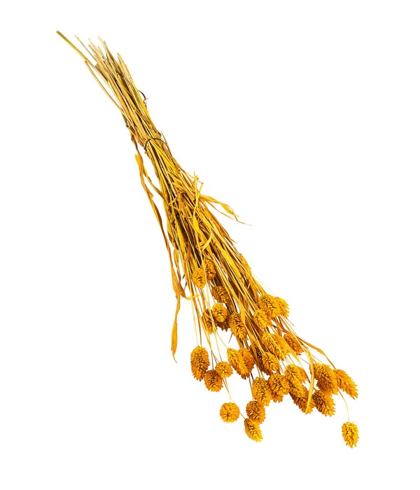 Trockenblumenbund Glanzgras, Gelb 3 Trockenblumenbund Glanzgras, Gelb