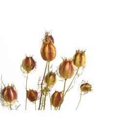 Trockenblumenbund Nigella Mit Fruchtstand -Haus Pflanzen Welt 6284236 PR DE 001 NigellaFruchtstandBundDehnerExpressHerzig
