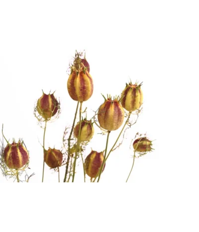 Trockenblumenbund Nigella Mit Fruchtstand -Haus Pflanzen Welt 6284236 PR DE 001 NigellaFruchtstandBundDehnerExpressHerzig