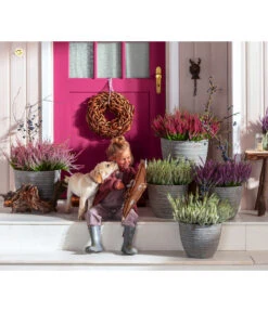 Knospenheide, Verschiedene Sorten -Haus Pflanzen Welt 6347207 7084932 WE MO 001 Cococut Knospenheide Prunus