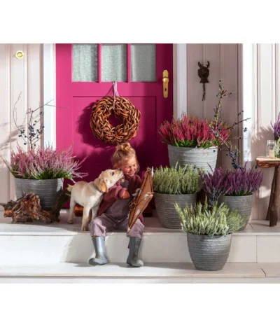 Knospenheide, Verschiedene Sorten -Haus Pflanzen Welt 6347207 7084932 WE MO 001 Cococut Knospenheide Prunus