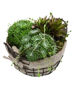 Hauswurz-Arrangement Landhaus Garten, In Metall-Korb