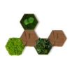 StyleGREEN Bilder-Set Aus Moos Und Kork, Hexagon, 5-teilig 2 StyleGREEN Bilder-Set Aus Moos Und Kork, Hexagon, 5-teilig -Haus Pflanzen Welt 6429856 WE FS 001 HexagonSet5er