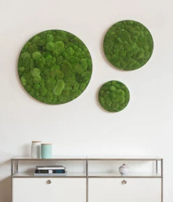 StyleGREEN Bild Aus Kugelmoos, Ellipsoid, Ca. Ø54 Cm -Haus Pflanzen Welt 6429963 WE MO 002 KugelmoosEllipsoid54cmStylegreen