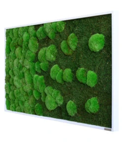 StyleGREEN Bild Aus Wald- Und Kugelmoos Im Verlauf, Ca. B100/H60/T7 Cm 7 StyleGREEN Bild Aus Wald- Und Kugelmoos Im Verlauf, Ca. B100/H60/T7 Cm -Haus Pflanzen Welt 6430631 WE FS 002 Wald Kugelmoosbild100x60cmStylegreen