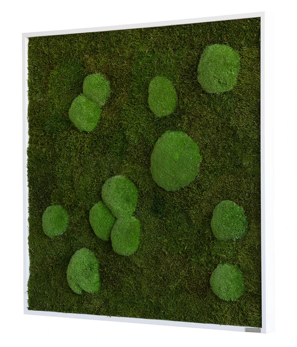StyleGREEN Bild Aus Wald- Und Kugelmoos, Quadratisch, Ca. B80/H80/T7 Cm 4 StyleGREEN Bild Aus Wald- Und Kugelmoos, Quadratisch, Ca. B80/H80/T7 Cm – Bild 2