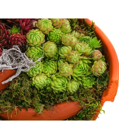 Hauswurz-Arrangement Terra Garten, In Terrakotta-Topf -Haus Pflanzen Welt 6441240 WE DE 001 Terra Garten19cmSemp