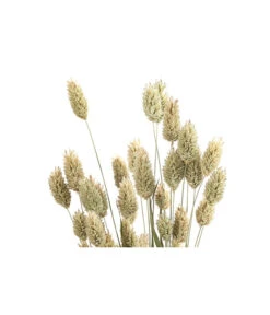 Trockenblumenbund Glanzgras, Natur -Haus Pflanzen Welt 6491690 PR DE 001 GlanzgrasnaturBund DehnerExpressHerzig