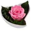 Dehner Herzschale Mit Longlife-Rose Lena, Rosa, Ca. B11/H7 Cm 2 Dehner Herzschale Mit Longlife-Rose Lena, Rosa, Ca. B11/H7 Cm -Haus Pflanzen Welt 6537666 WE FS 002 LL HerzLenaROSA