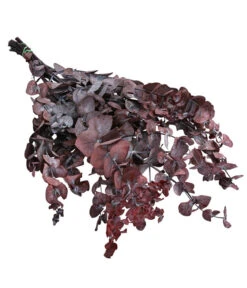 Trockenblumenbund Eukalyptus, Dunkelrot