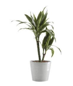 Ecopots Kunststoff-Topf Amsterdam Mit Wassersystem, Rund, Hellgrau -Haus Pflanzen Welt 6614846 WE FS 002 EcopotsKunststoffTopfAmsterdammitWassersystemrundhellgrau