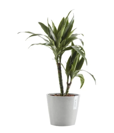 Ecopots Kunststoff-Topf Amsterdam Mit Wassersystem, Rund, Hellgrau -Haus Pflanzen Welt 6614846 WE FS 002 EcopotsKunststoffTopfAmsterdammitWassersystemrundhellgrau