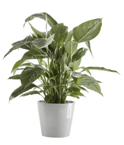 Ecopots Kunststoff-Topf Amsterdam Mit Wassersystem, Rund, Hellgrau -Haus Pflanzen Welt 6614846 WE FS 003 EcopotsKunststoffTopfAmsterdammitWassersystemrundhellgrau