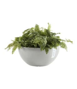 Ecopots Kunststoff-Topf Brussels, Rund 10 Ecopots Kunststoff-Topf Brussels, Rund -Haus Pflanzen Welt 6614978 WE FS 003 EcopotsKunststoffTopfBrusselsrund