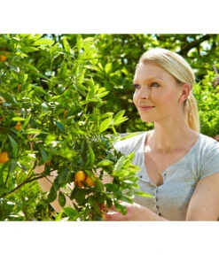 Floragard Zitrus- Und Mediterranpflanzenerde -Haus Pflanzen Welt 6624191 WE MO 001 FloragardZitruspflanzundMediterranpflanzenerde