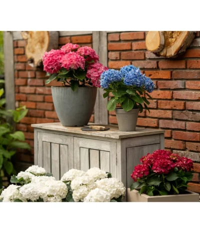 Endless Summer Hortensienerde, Rot/Weiß, 3 X 20 L -Haus Pflanzen Welt 6624274 WE MO 001 EndlessSummerHortensienerdeRotWeiss3x20l