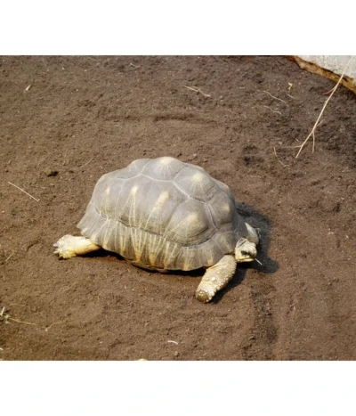 Floragard Schildkrötensubstrat -Haus Pflanzen Welt 6624613 WE MO 001 FloragardSchildkroetensubstrat