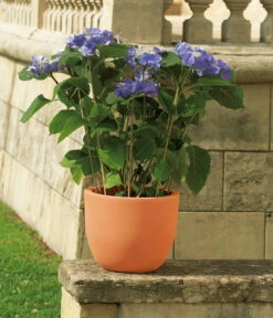 Euro3Plast Kunststoff-Topf Etria, Rund -Haus Pflanzen Welt 6639207 WE MO 001 Euro3plastPflanzkuebelEtria