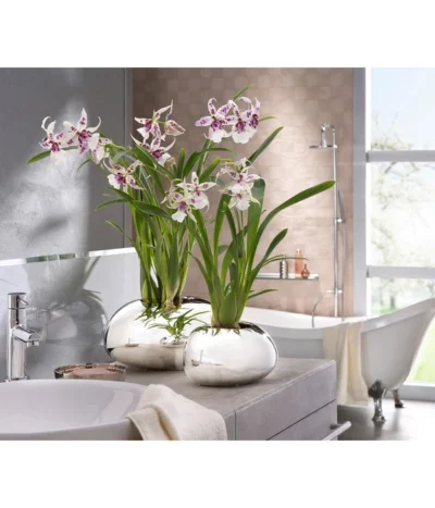 Scheurich Keramik-Übertopf Mirror Silver, Oval, Silber, Ca. B29/H14/T23 Cm 9 Scheurich Keramik-Übertopf Mirror Silver, Oval, Silber, Ca. B29/H14/T23 Cm -Haus Pflanzen Welt 6642029 PR MO 001 OrchideentopfMirrorSilber