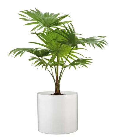 Scheurich Keramik-Übertopf, Rund, Ca. Ø33 Cm -Haus Pflanzen Welt 6642151 WE FS 003 TopfPanna