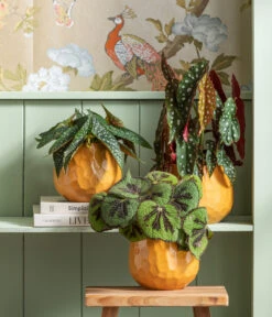 Forellenbegonie - Begonia Maculata 'Wings' 6 Forellenbegonie - Begonia Maculata 'Wings' -Haus Pflanzen Welt 6659312 WE MO 001 TopfBegoniaOcre