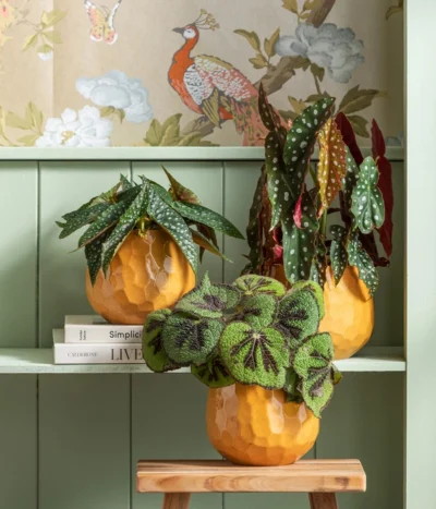 Forellenbegonie - Begonia Maculata 'Wings' 6 Forellenbegonie - Begonia Maculata 'Wings' -Haus Pflanzen Welt 6659312 WE MO 001 TopfBegoniaOcre