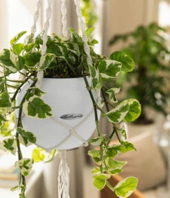 LECHUZA® PURO Color, All-in-One-Set, Inkl. Makramee-Aufhängung 10 LECHUZA® PURO Color, All-in-One-Set, Inkl. Makramee-Aufhängung -Haus Pflanzen Welt 6695415 WE MO 001 PuroColorMakrameeSetWeiss